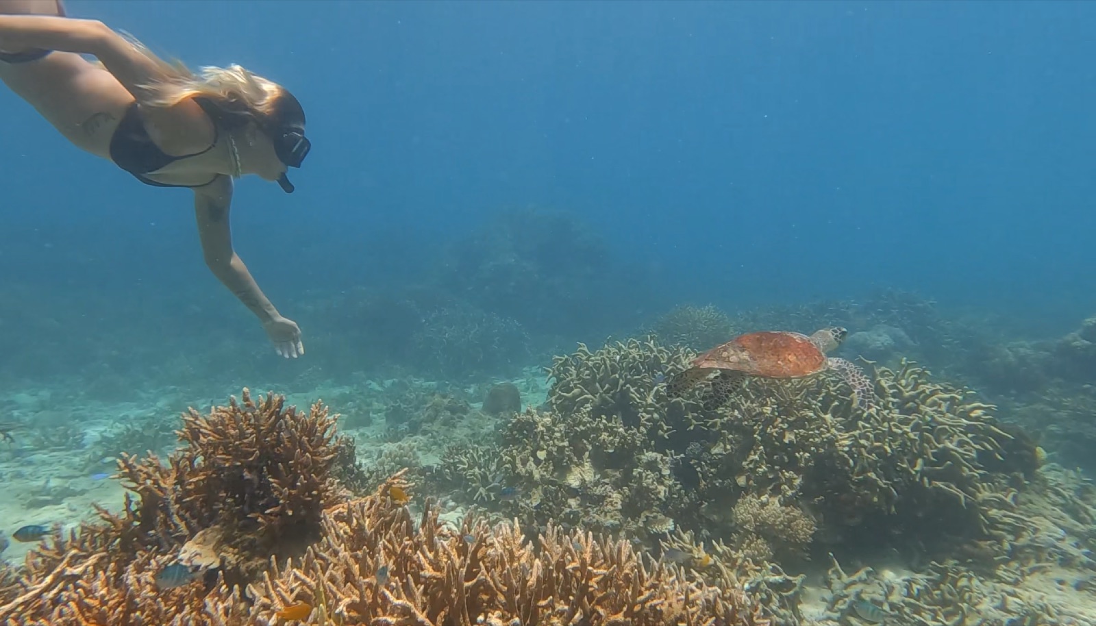 Snorkeler watching a turtle above Mentawai coral
