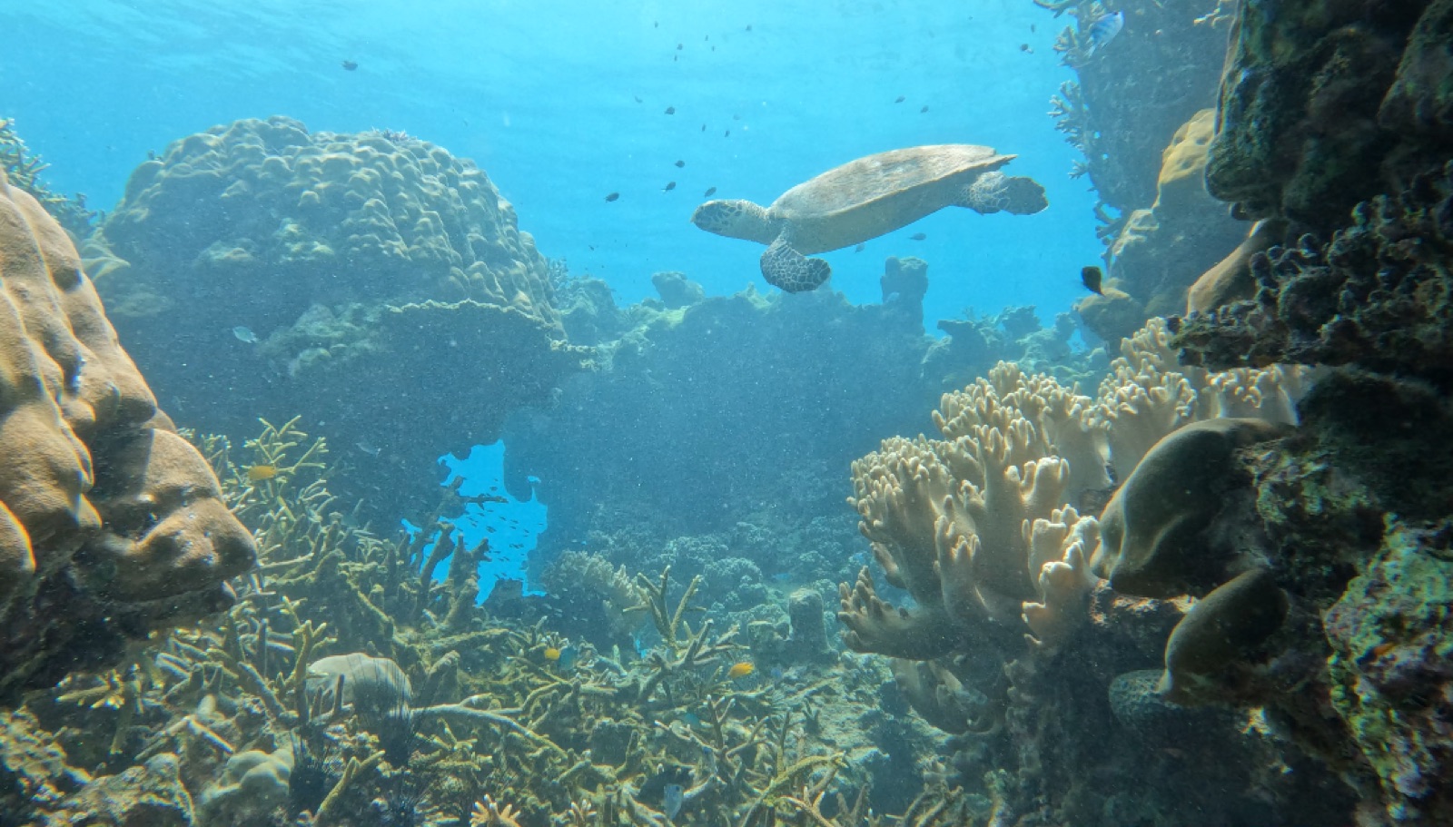 Sea turtle swimming above coral in the Mentawai Islands